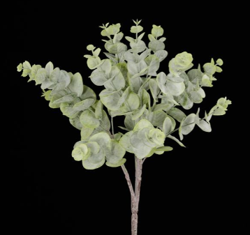 Spiral Eucalyptus Collection