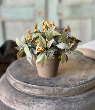 Trifle Blooms Collection