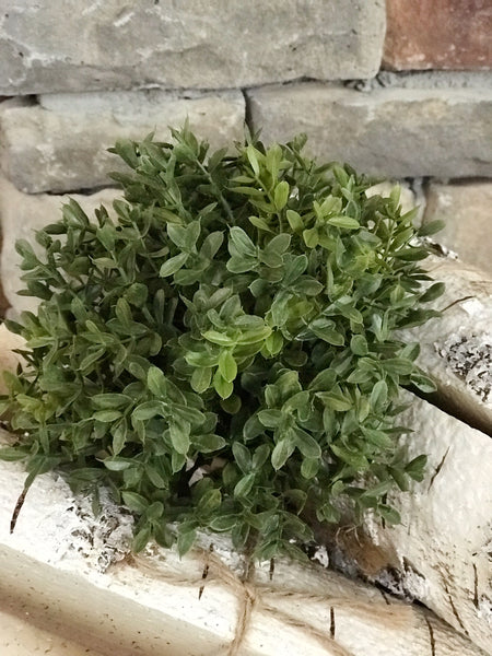 New England Boxwood Collection