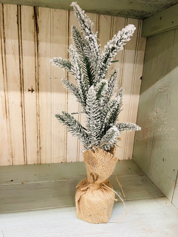 Small Snowy Douglas Fir Tree