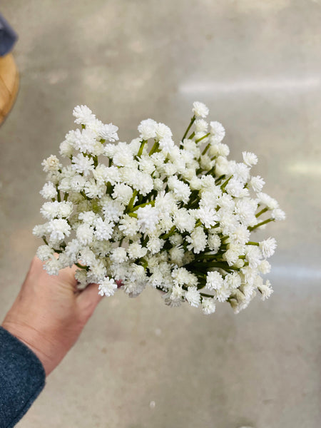 Gypsophila Bush
