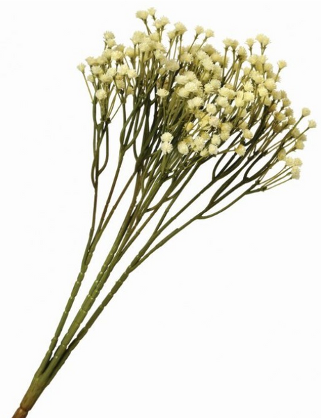 Gypsophila Bush
