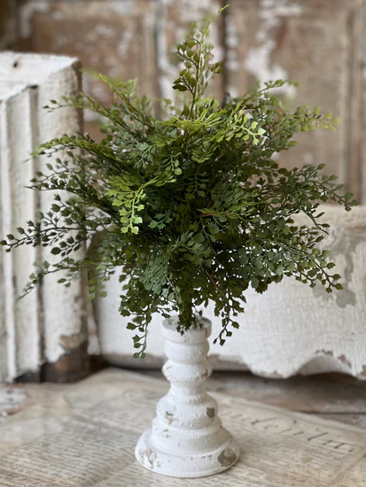 Damsel Fern Collection