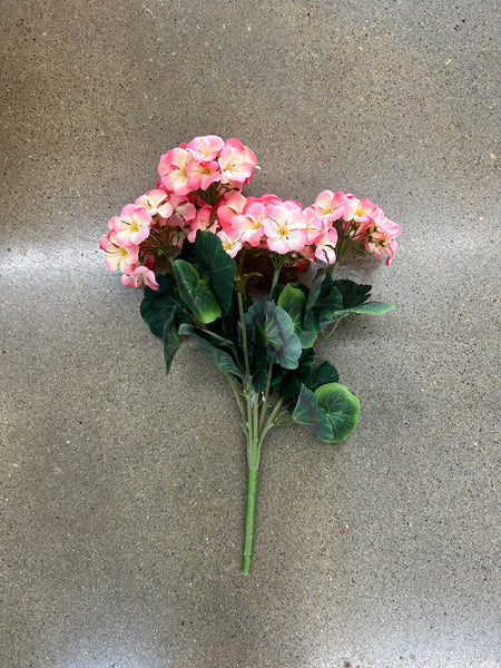 GERANIUM BUSH X 7 Blooms (salmon)