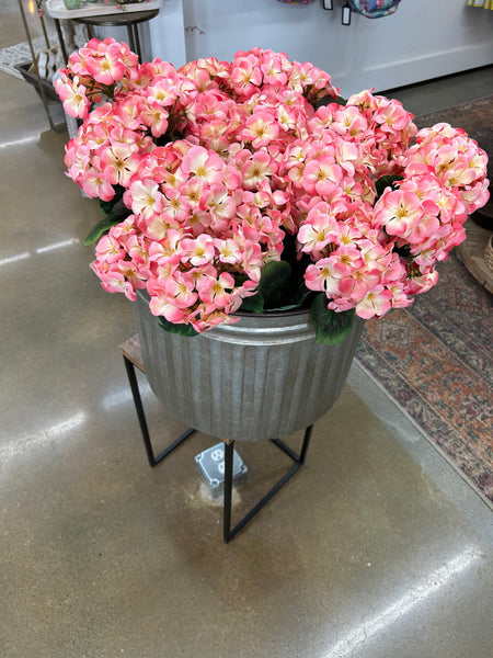 GERANIUM BUSH X 7 Blooms (salmon)