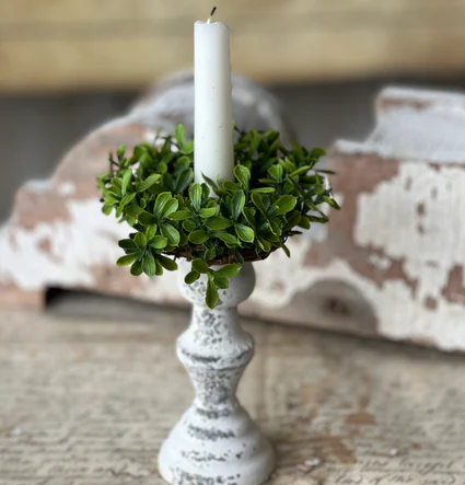 Lyric Boxwood Collection