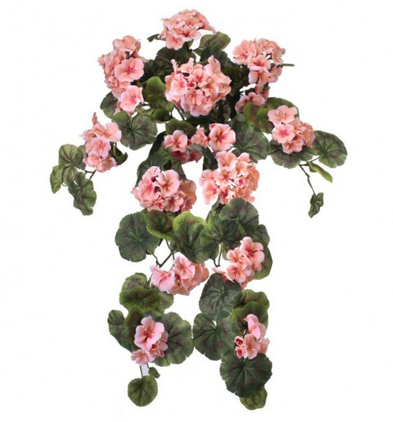 Hanging Geranium - Salmon
