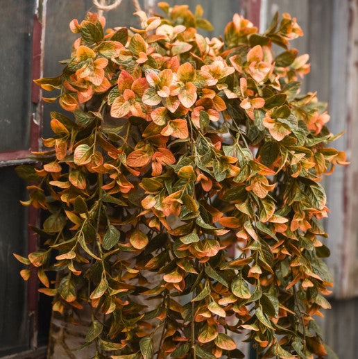 Mint Hanging Bush