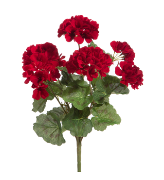 Red Geranium Bush