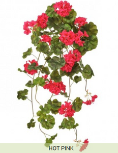 JUST CUT HANGING GERANIUM PLANT - RED OR PINK