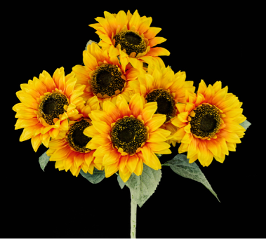 SUNFLOWER BUSH X 7