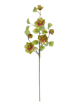 Hellebores Spray