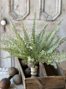 Shadwell Fern Bush