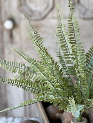 Shadwell Fern Bush