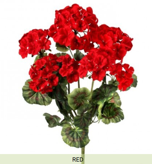 GERANIUM BUSH X 7 Blooms