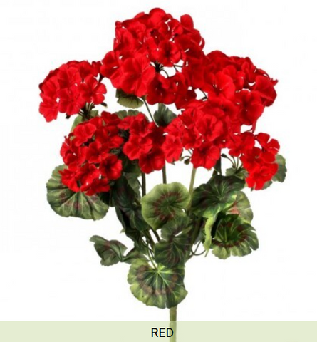 GERANIUM BUSH X 7 Blooms