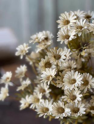 Ashdale Daisy Bush (3 colors)