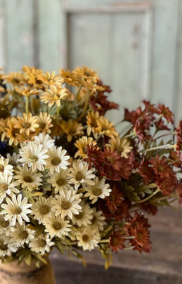 Ashdale Daisy Bush (3 colors)