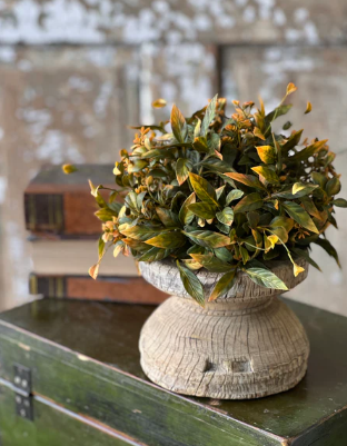 Burlington Leaves Collection