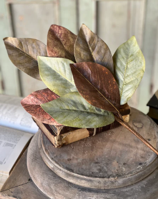 Painterly Magnolia Collection