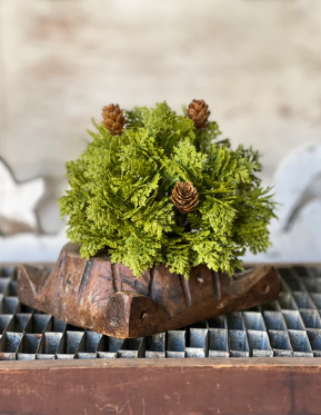 Leyland Cypress Collection