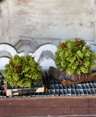 Leyland Cypress Collection