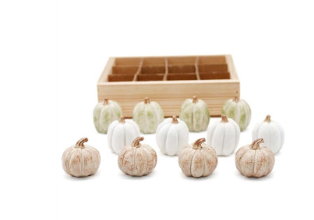 Mini & Super Mini Pumpkins