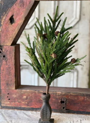 Pencil Pine Collection