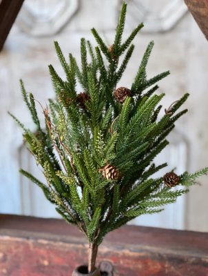 Pencil Pine Collection