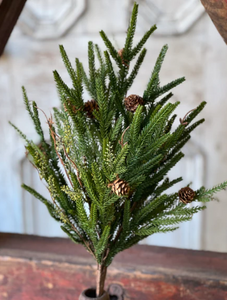 Pencil Pine Collection