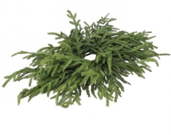 JUST CUT NORFOLK PINE - Centerpiece