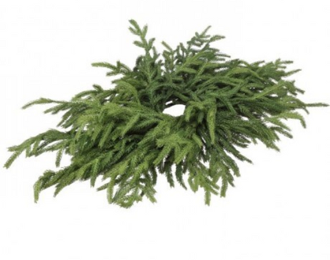 JUST CUT NORFOLK PINE - Centerpiece
