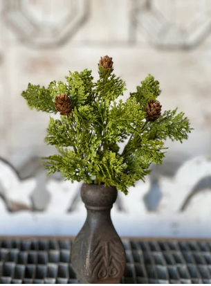 Leyland Cypress Collection