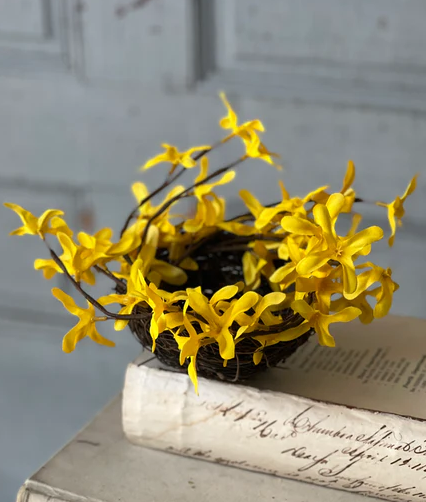Sunrise Forsythia Collection