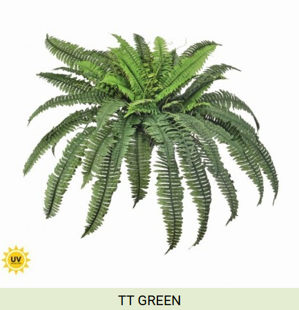 UV Estate Boston Fern (2 sizes)