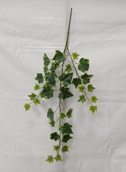 English Ivy Collection