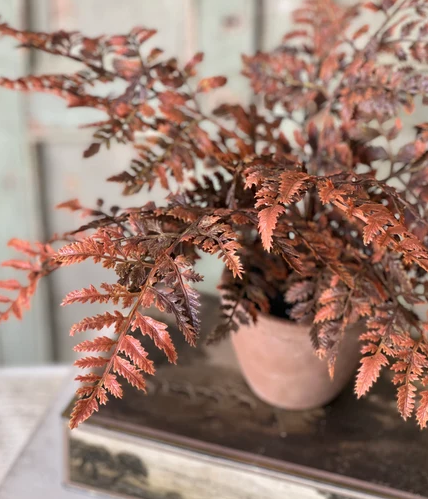 Autumnal Fern Potted Plant