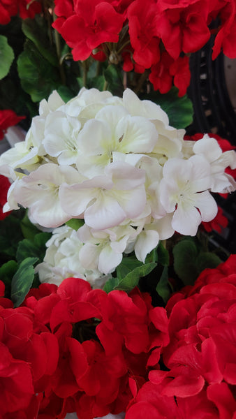 Geranium Bush (Two Colors)