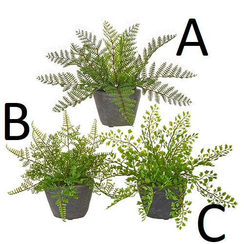 Potted Fern ( 3 styles)