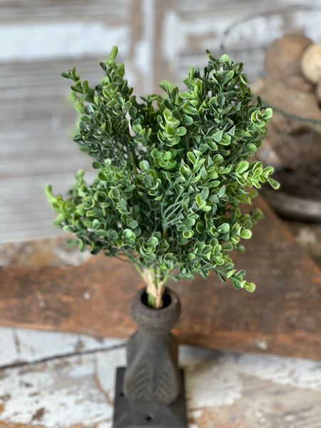 Richland Boxwood Collection