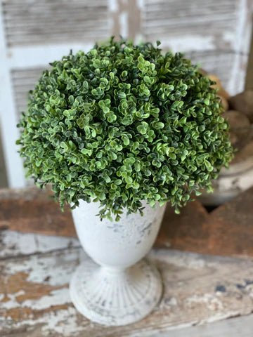 Richland Boxwood Collection