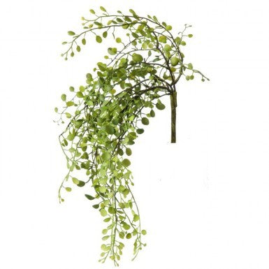 Button Fern Greenery Collection