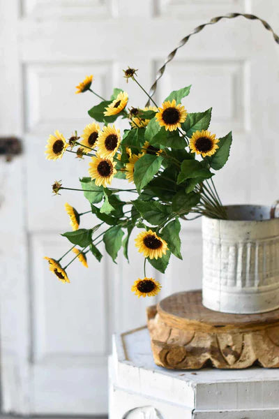 Sunrush Bush | Multiple Colors