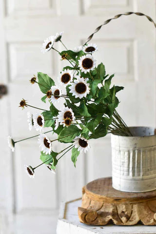 Sunrush Bush | Multiple Colors