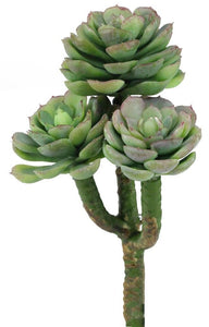 Small Sedum Pick X 3