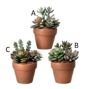 Frosted Succulent Stems in Pot