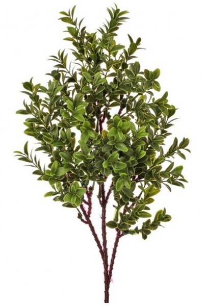 American Boxwood Collection