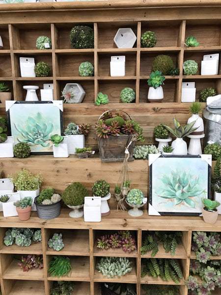 Framed Succulent Canvas