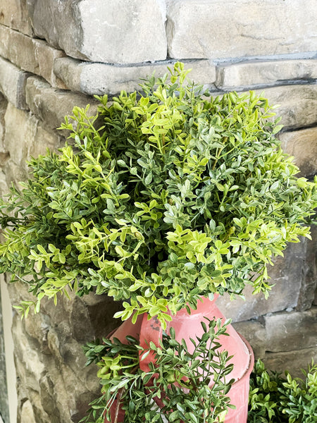 New England Boxwood Collection