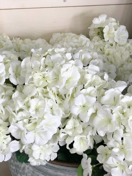 Geranium Bush (Two Colors)